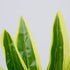 GloboStar® CORN PLANT 78285 Τεχνητό Φυτό Δράκαινα Αρωματική - Μπουκέτο Διακοσμητικών Φυτών - Κλαδιών με Φύλλωμα Πράσινο - Κίτρινο Υ48cm - ledmania.gr