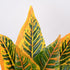GloboStar® ORANGE CROTON 78260 Τεχνητό Φυτό Κρότωνας Πορτ. - Μπουκέτο Διακοσμητικών Φυτών - Κλαδιών με Φύλλωμα Πράσινο - Πορτοκαλί Υ34cm - ledmania.gr