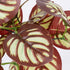 GloboStar® RED PEPEROMIA 78297 Τεχνητό Φυτό Πεπερόμια Κοκκ. - Μπουκέτο Διακοσμητικών Φυτών - Κλαδιών με Φύλλωμα Κόκκινο - Λευκό Υ30cm - ledmania.gr