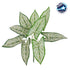 GloboStar® SYNGONIUM 78224 Τεχνητό Φυτό Συγγόνιο - Μπουκέτο Διακοσμητικών Φυτών - Κλαδιών με Φύλλωμα Πράσινο - Λευκό Υ37cm - ledmania.gr