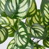 GloboStar® GREEN PEPEROMIA 78286 Τεχνητό Φυτό Πεπερόμια Πράσινη - Μπουκέτο Διακοσμητικών Φυτών - Κλαδιών με Φύλλωμα Πράσινο - Λευκό Υ33cm - ledmania.gr