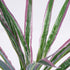 GloboStar® DRACAENA PURPLE 78294 Τεχνητό Φυτό Δράκαινα Μωβ - Μπουκέτο Διακοσμητικών Φυτών - Κλαδιών με Φύλλωμα Πράσινο - Μωβ Υ45cm - ledmania.gr