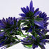 GloboStar® PURPLE MAKI 78282 Τεχνητό Φυτό Ποδόκαρπος Μωβ - Μπουκέτο Διακοσμητικών Φυτών - Κλαδιών με Φύλλωμα Μωβ Υ28cm - ledmania.gr