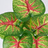 GloboStar® CALADIUM 78271 Τεχνητό Φυτό Καλάδιο - Μπουκέτο Διακοσμητικών Φυτών - Κλαδιών με Φύλλωμα Πράσινο - Κόκκινο - Κίτρινο Υ28cm - ledmania.gr