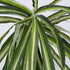 GloboStar® SPIDER PLANT 78217 Τεχνητό Φυτό Χλωρόφυτο - Μπουκέτο Διακοσμητικών Φυτών - Κλαδιών με Φύλλωμα Πράσινο - Κίτρινο - Λευκό Υ60cm - ledmania.gr