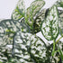 GloboStar® POLKA DOT PLANT 78259 Τεχνητό Φυτό Πόλκα - Μπουκέτο Διακοσμητικών Φυτών - Κλαδιών με Φύλλωμα Πράσινο - Λευκό Υ33cm - ledmania.gr