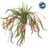 GloboStar® SPLEENWORTH BIG 78280 Τεχνητό Φυτό Ασπλήνιο Μεγάλο - Μπουκέτο Διακοσμητικών Φυτών - Κλαδιών με Φύλλωμα Πράσινο - Κόκκινο Υ50cm - ledmania.gr