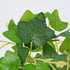 GloboStar® CANARIAN IVY 78232 Τεχνητό Φυτό Κισσός Καναρίων - Μπουκέτο Διακοσμητικών Φυτών - Κλαδιών με Φύλλωμα Πράσινο Υ25cm - ledmania.gr