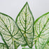 GloboStar® SYNGONIUM 78224 Τεχνητό Φυτό Συγγόνιο - Μπουκέτο Διακοσμητικών Φυτών - Κλαδιών με Φύλλωμα Πράσινο - Λευκό Υ37cm - ledmania.gr