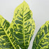 GloboStar® GREEN CROTON 78226 Τεχνητό Φυτό Κροτώνας Πράσινος - Μπουκέτο Διακοσμητικών Φυτών - Κλαδιών με Φύλλωμα Πράσινο Υ44cm - ledmania.gr