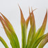 GloboStar® CORDYLINE 78229 Τεχνητό Φυτό Κορδιλύνη - Μπουκέτο Διακοσμητικών Φυτών - Κλαδιών με Φύλλωμα Πράσινο - Κόκκινο Υ34cm - ledmania.gr